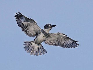 アメリカヤマセミ - eBird