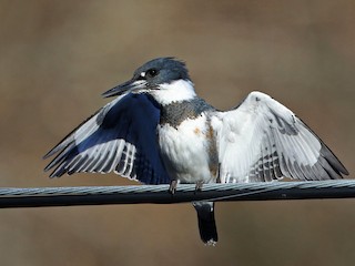 アメリカヤマセミ - eBird