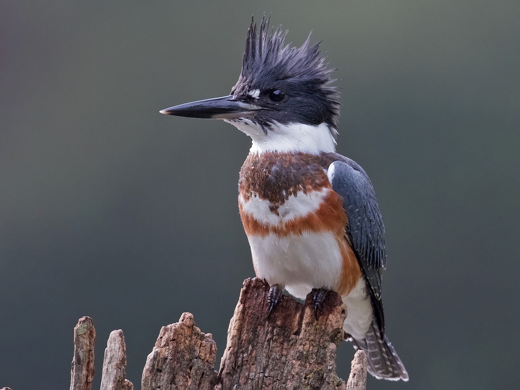 Belted Kingfisher ~ New Jersey Kayaking