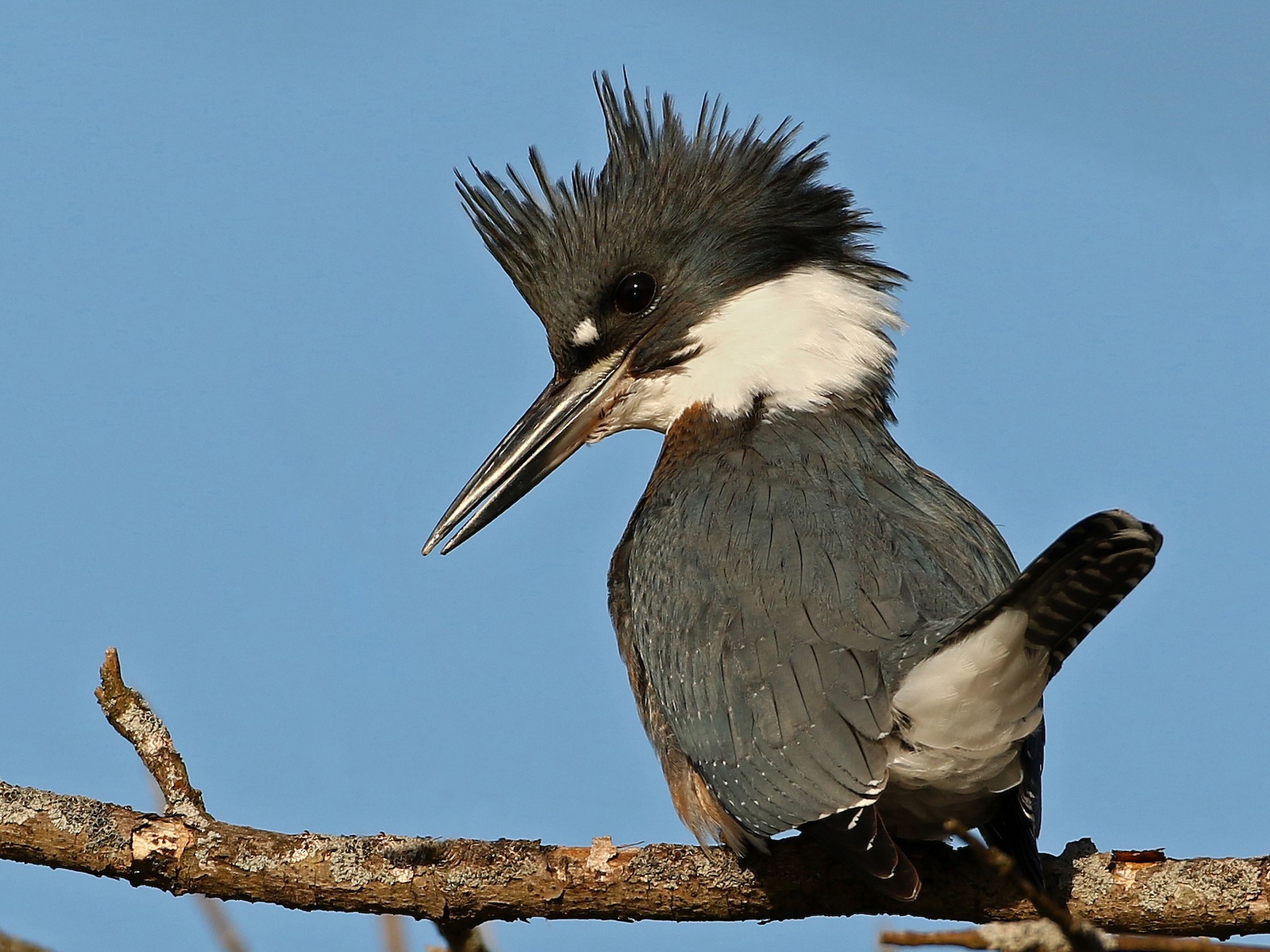 Belted Kingfisher  Oklahoma Department of Wildlife Conservation