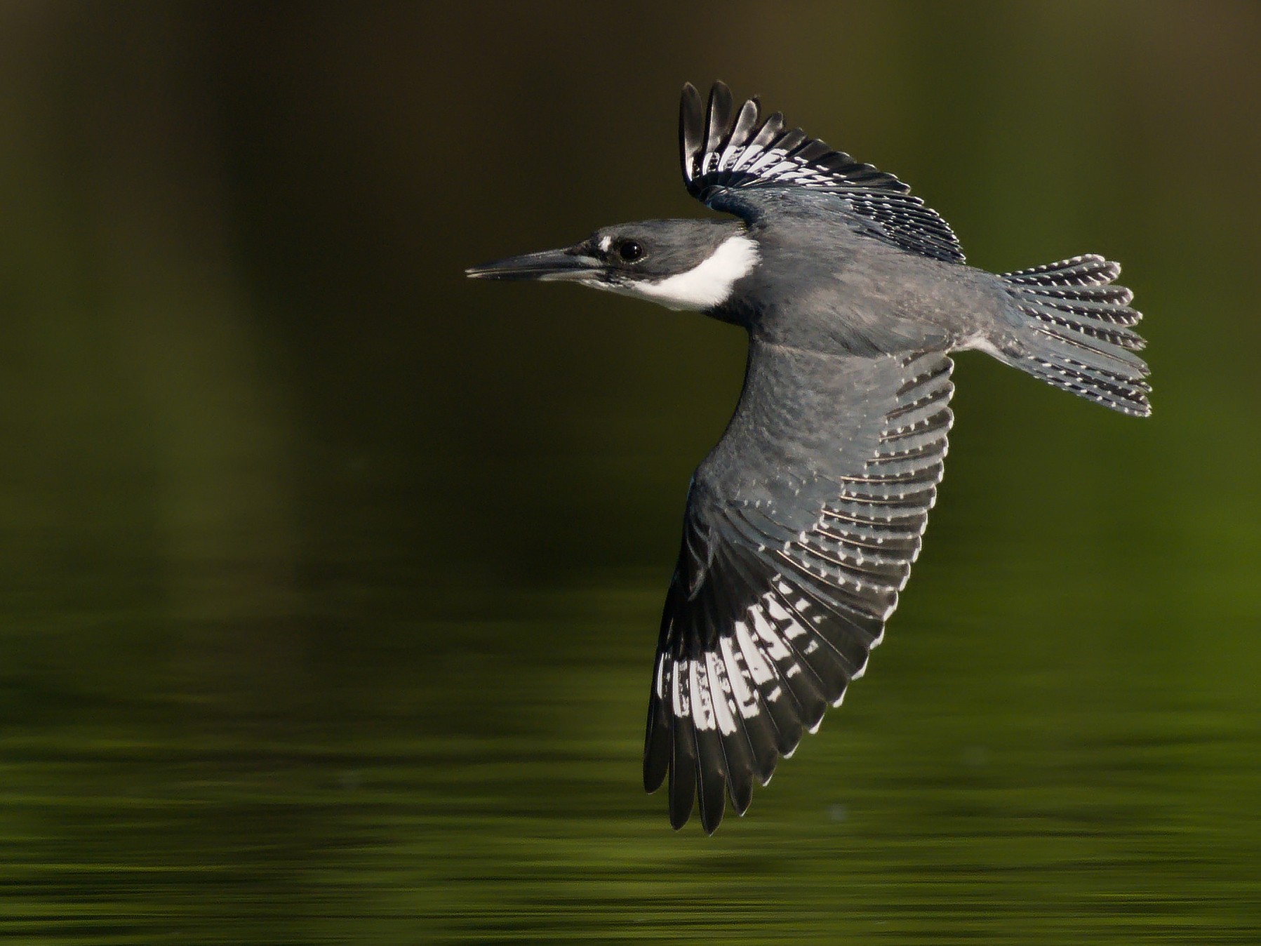 Belted Kingfisher ~ New Jersey Kayaking