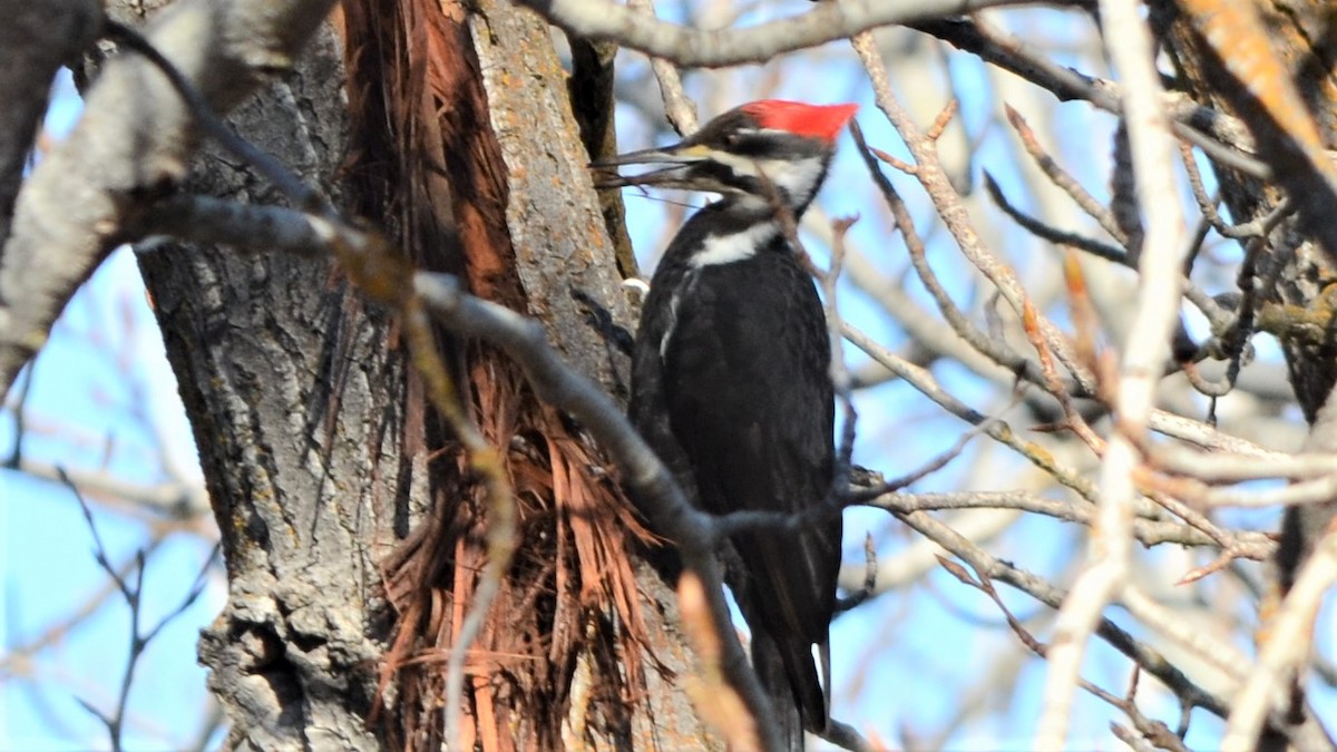 Pileated Woodpecker - Bob Rose
