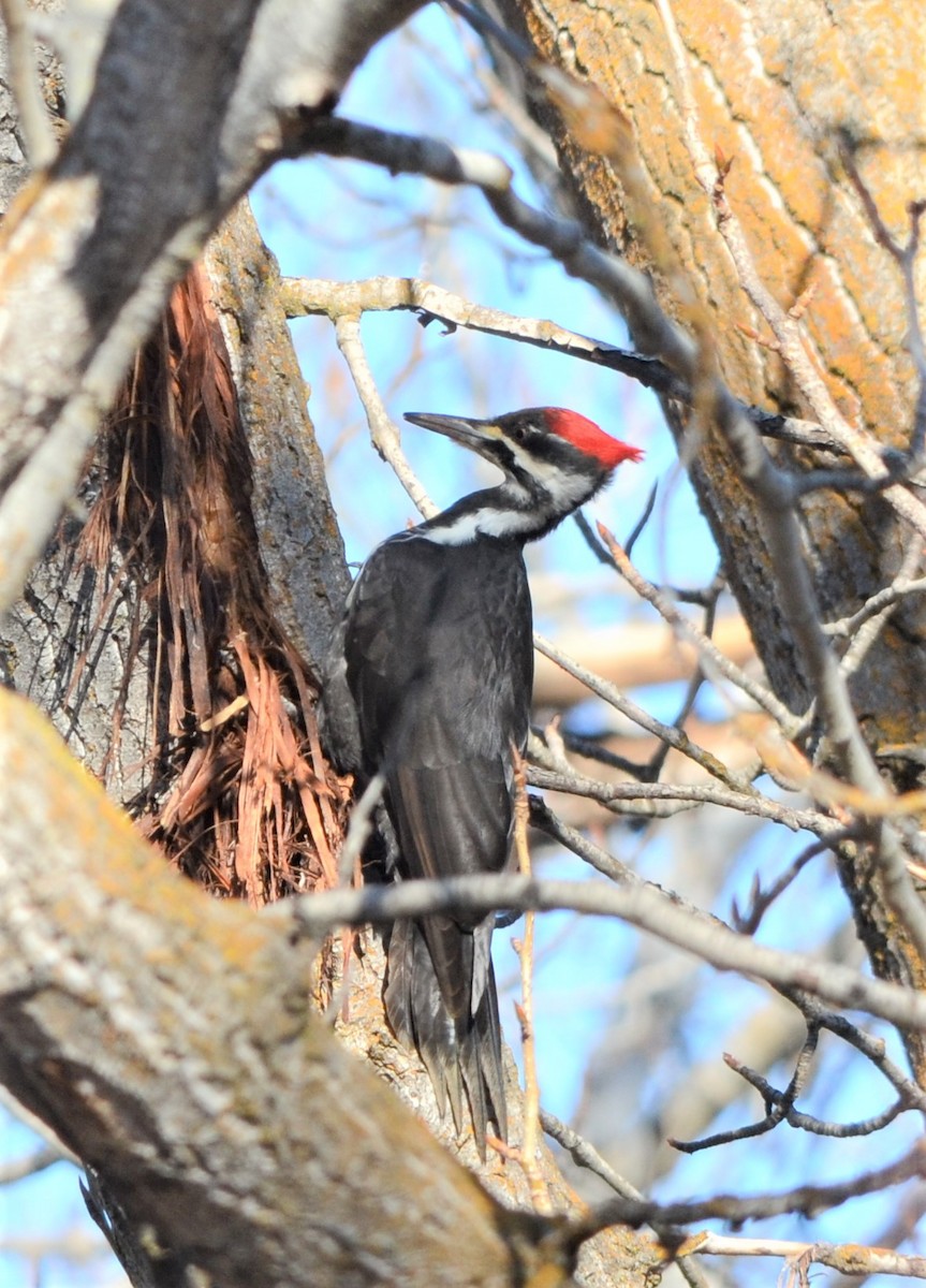 Pileated Woodpecker - Bob Rose