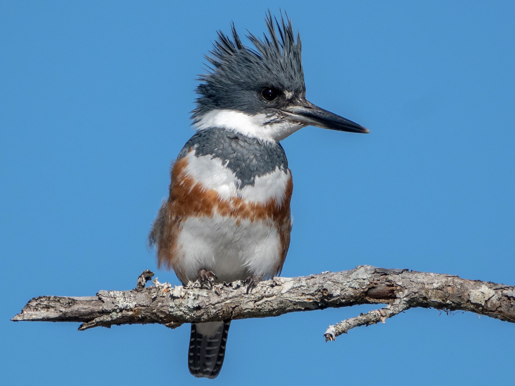 Belted Kingfisher - eBird