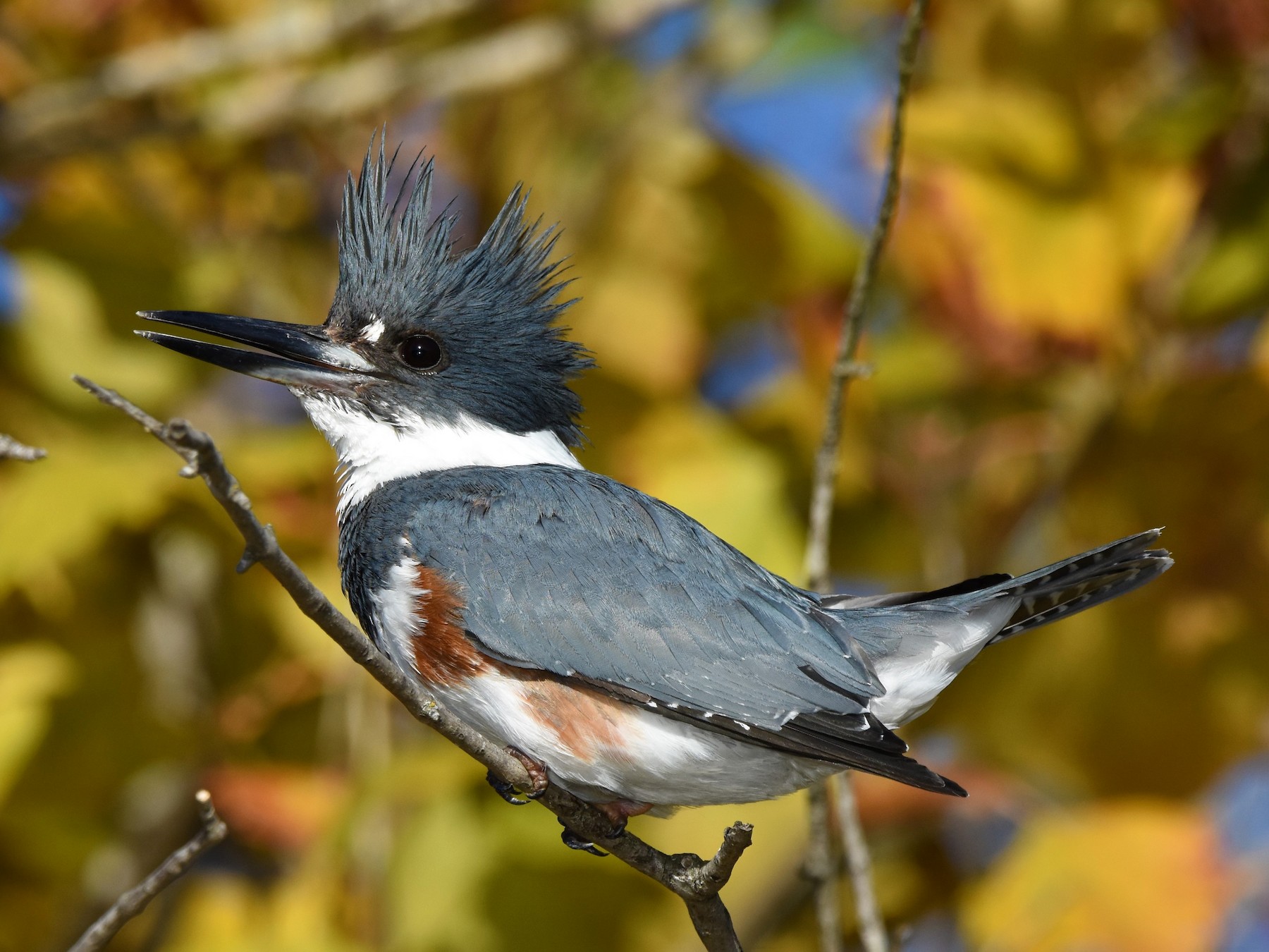 Belted Kingfisher eBird