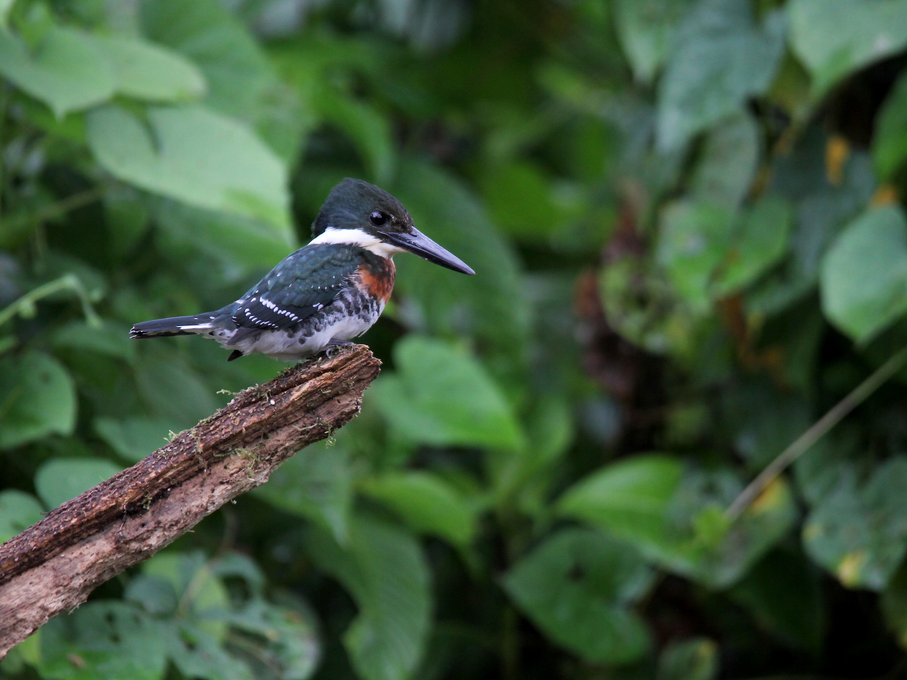 Green Kingfisher - kenneth reyes