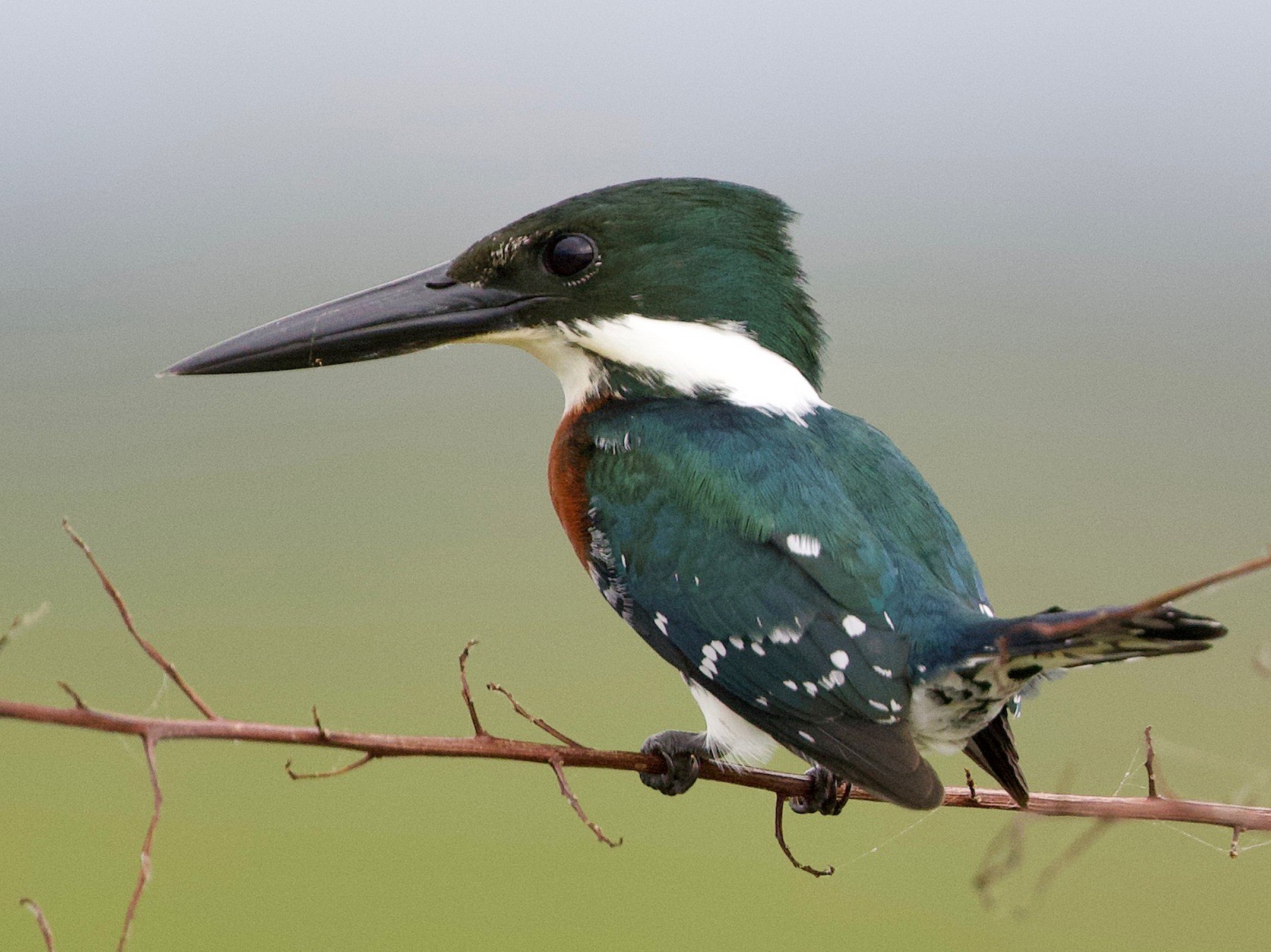 Green Kingfisher - Cory Gregory