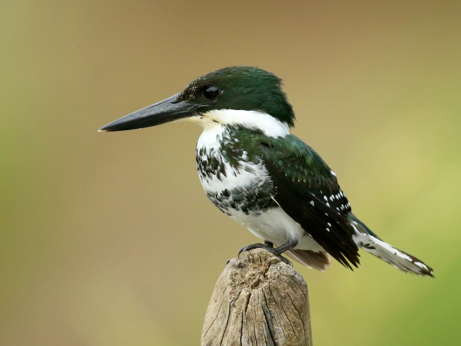 Green Kingfisher - John Deitsch