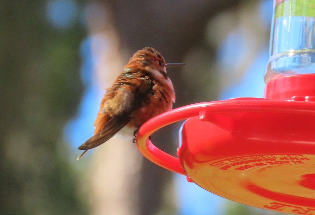 Rufous Hummingbird - Lydia Thompson