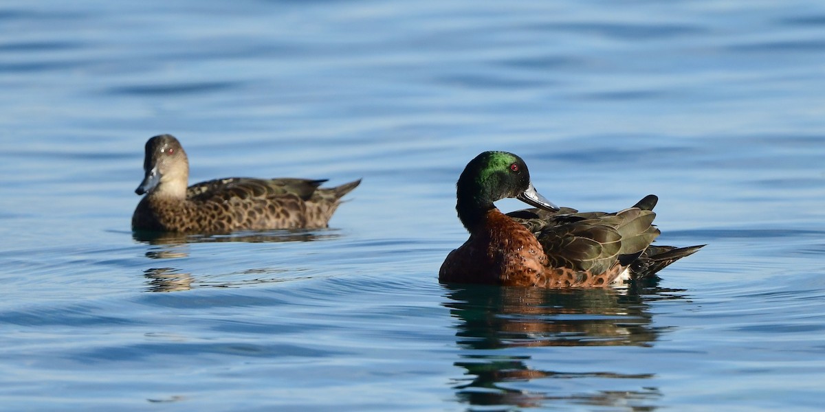 Chestnut Teal - Andy Gee
