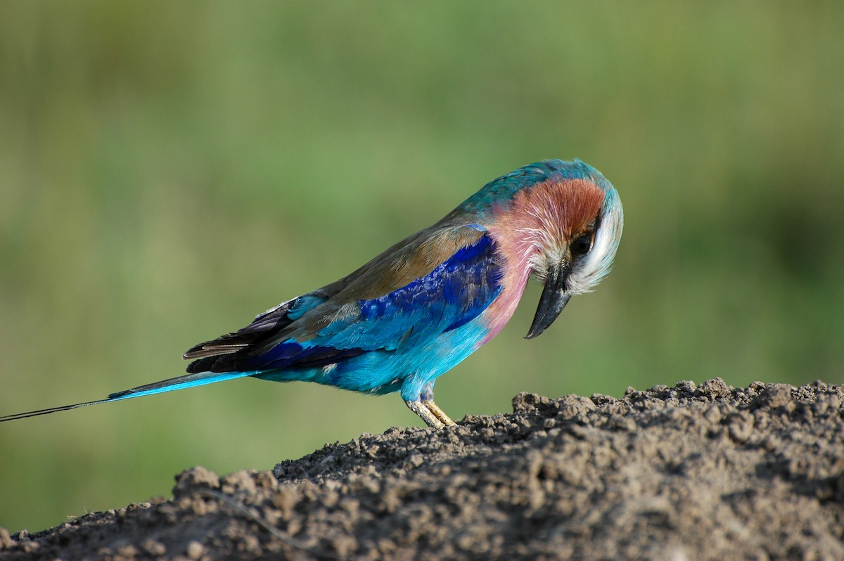 Lilac-breasted Roller - ML303735211