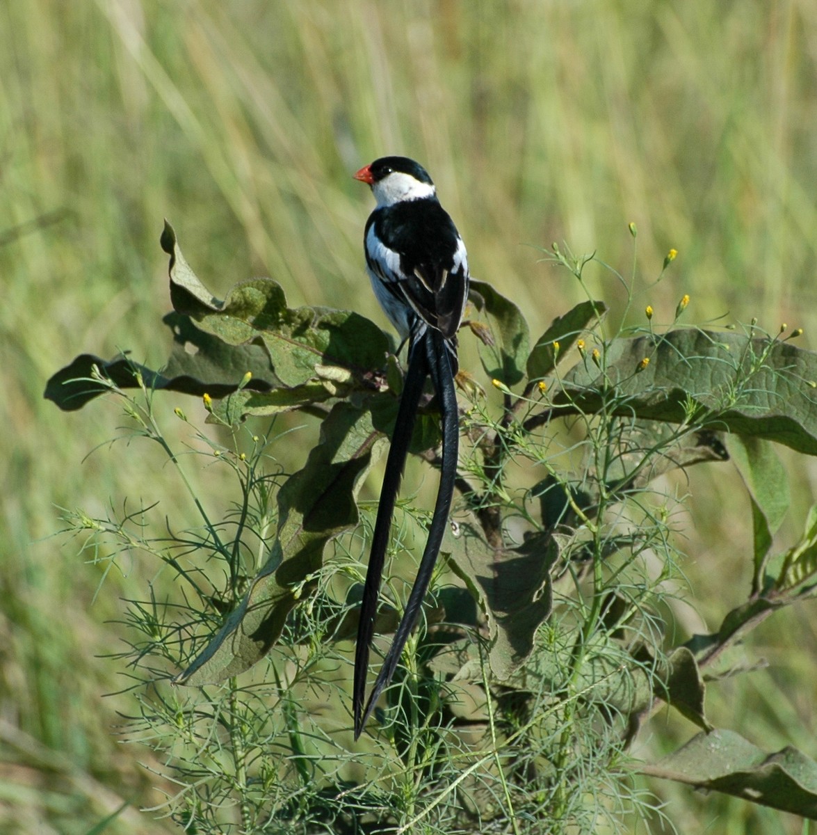 Pin-tailed Whydah - Douglas  Denys