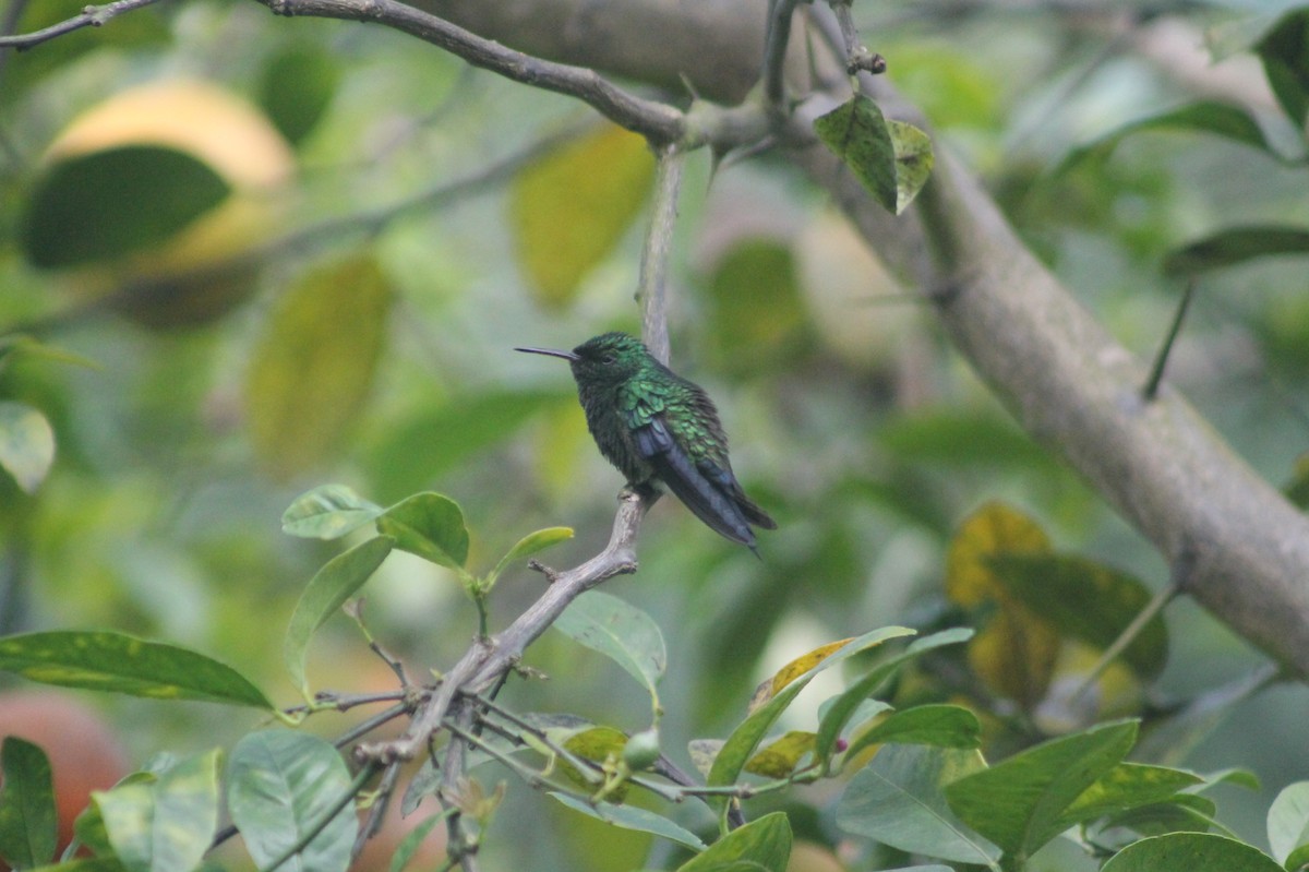 kolibřík blýskavý - ML30373621