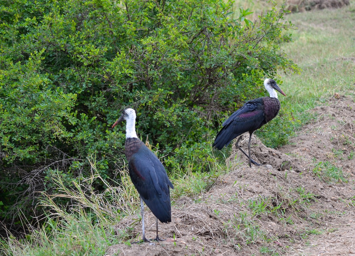 African Woolly-necked Stork - ML303739311