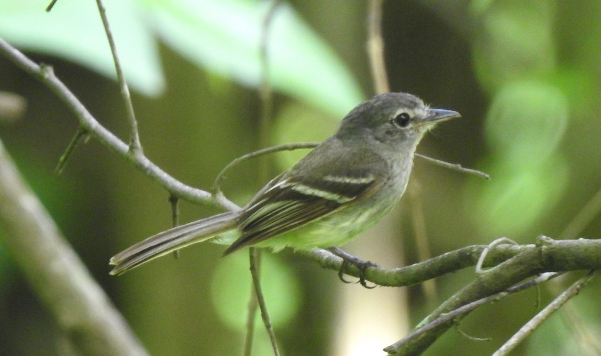Gray-breasted Flycatcher - ML303739771