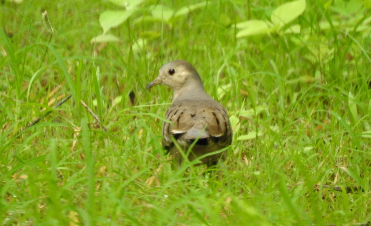 Ecuadorian Ground Dove - ML303740981