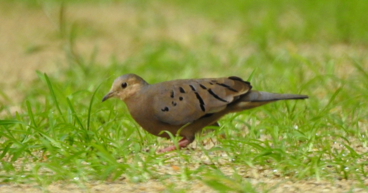 Ecuadorian Ground Dove - ML303740991
