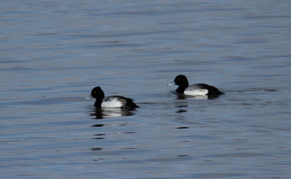 Greater Scaup - Michele Wells