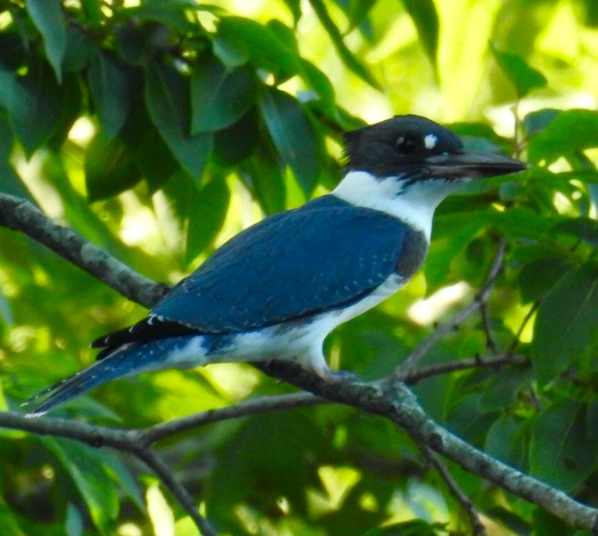 Belted Kingfisher - ML30374391