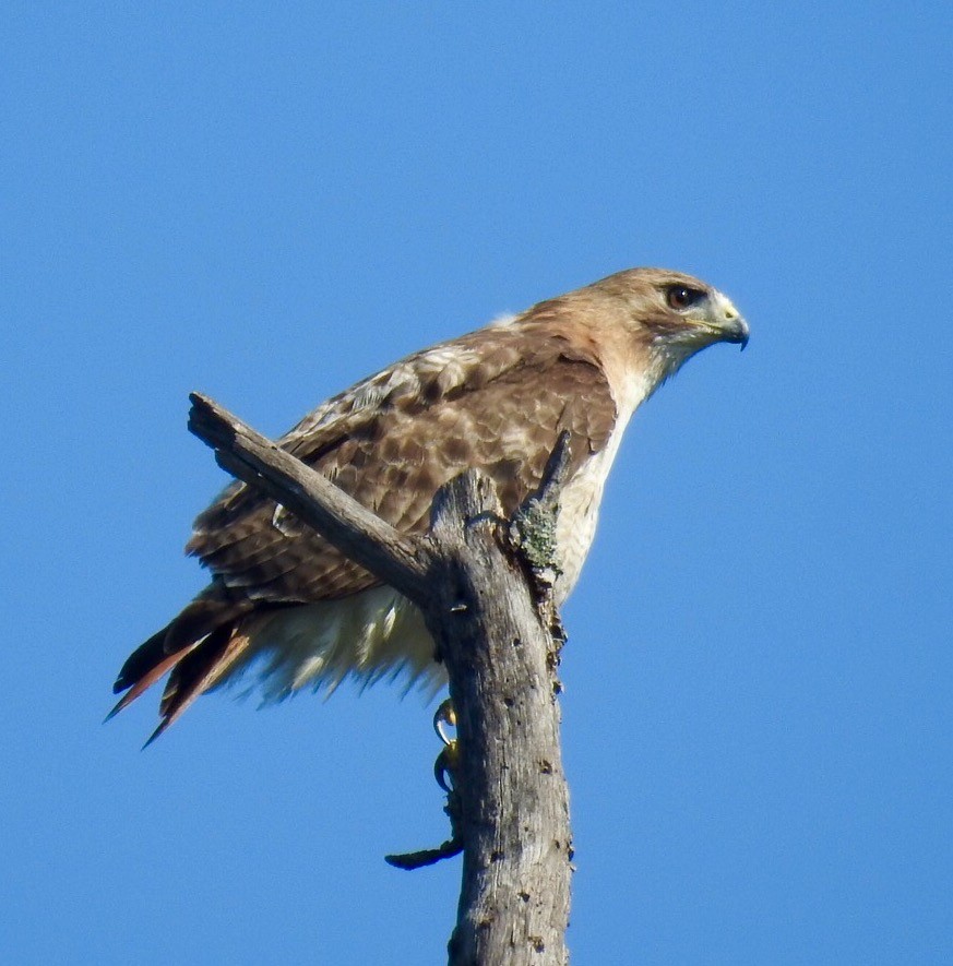 Red-tailed Hawk - ML30374461