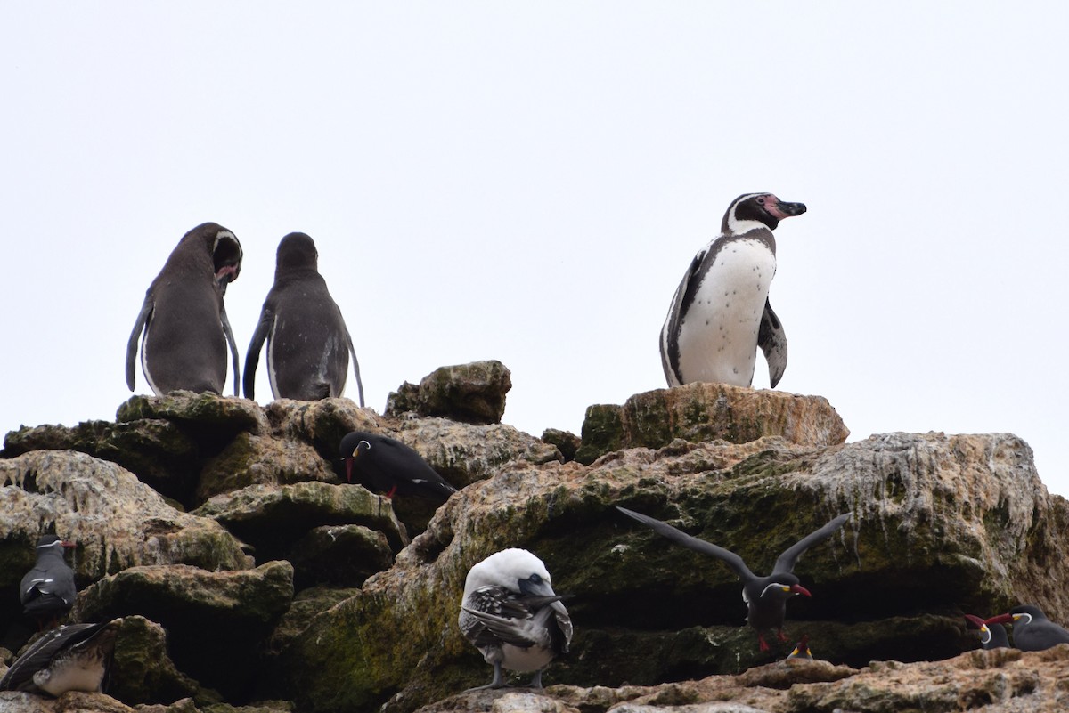 Humboldt Penguin - irina shulgina