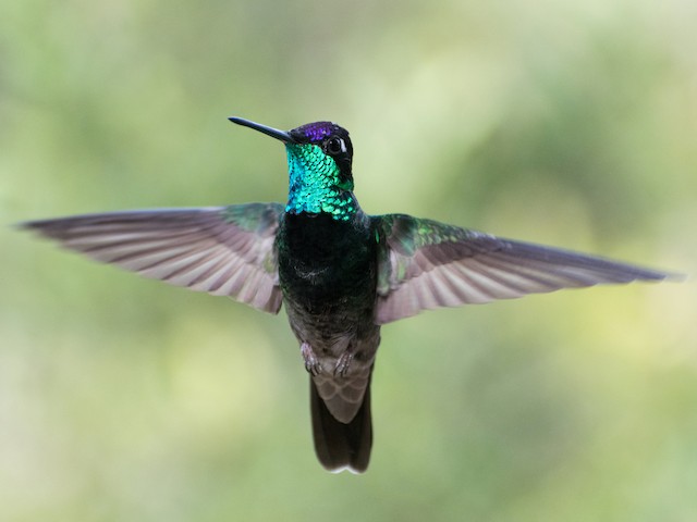 Adult male - Rivoli's Hummingbird - 