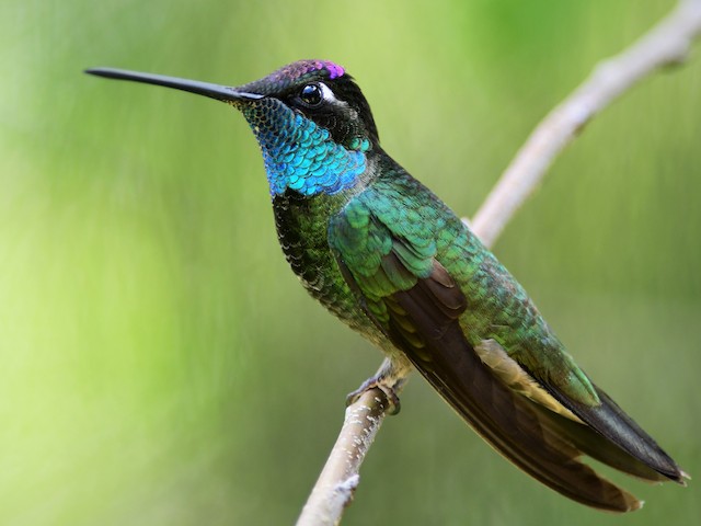 Adult male - Rivoli's Hummingbird - 