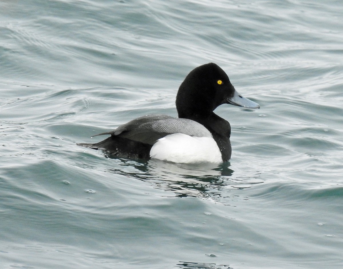 Greater/Lesser Scaup - ML303746481