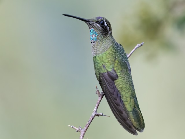 Immature male - Rivoli's Hummingbird - 