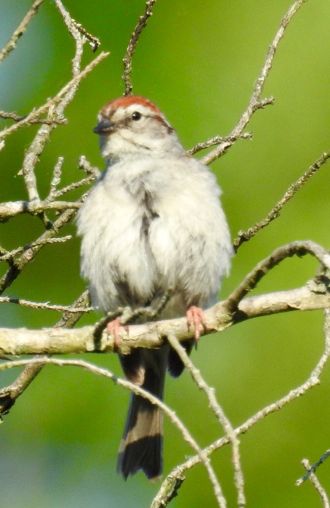 Chipping Sparrow - ML30374731