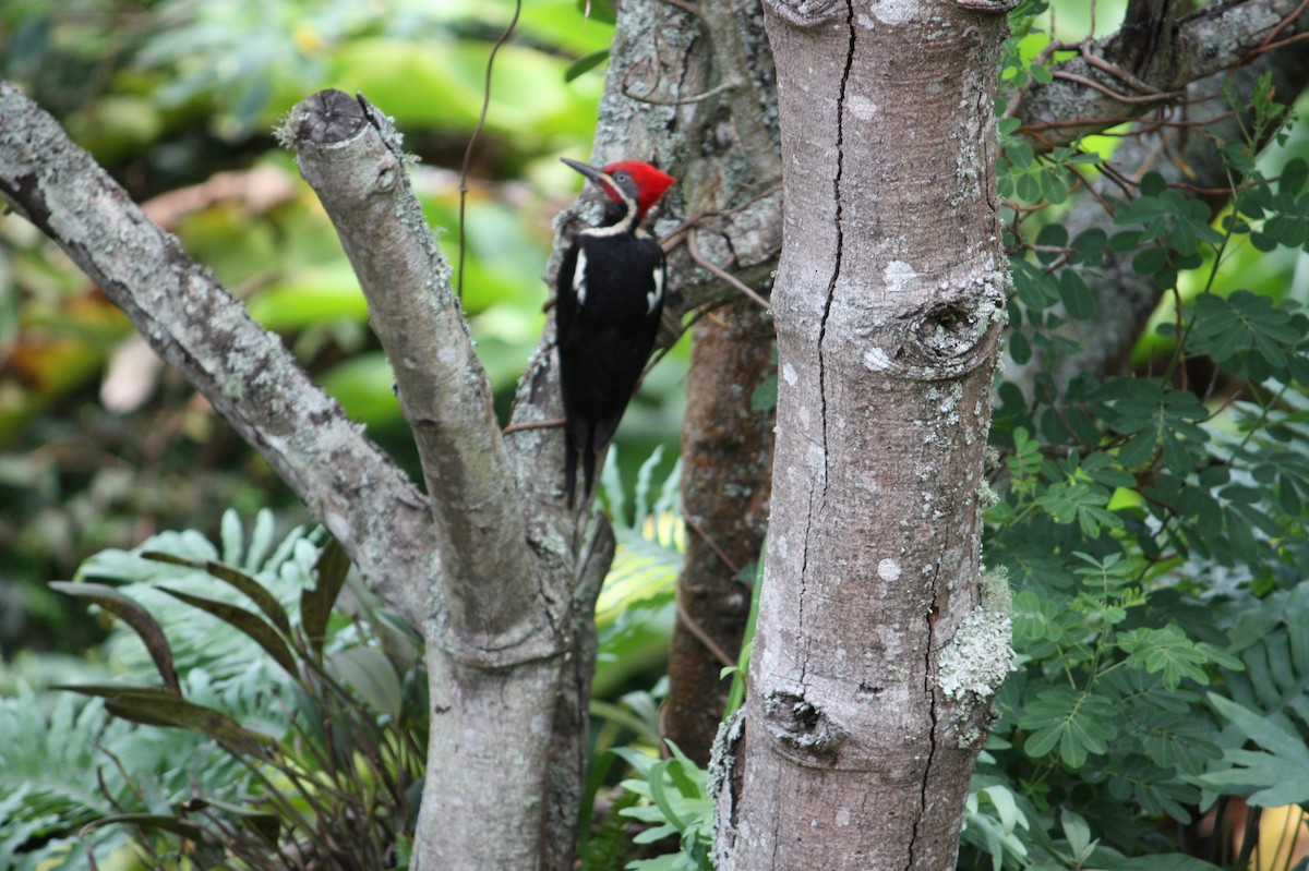 Lineated Woodpecker - Jose Martinez De Valdenebro
