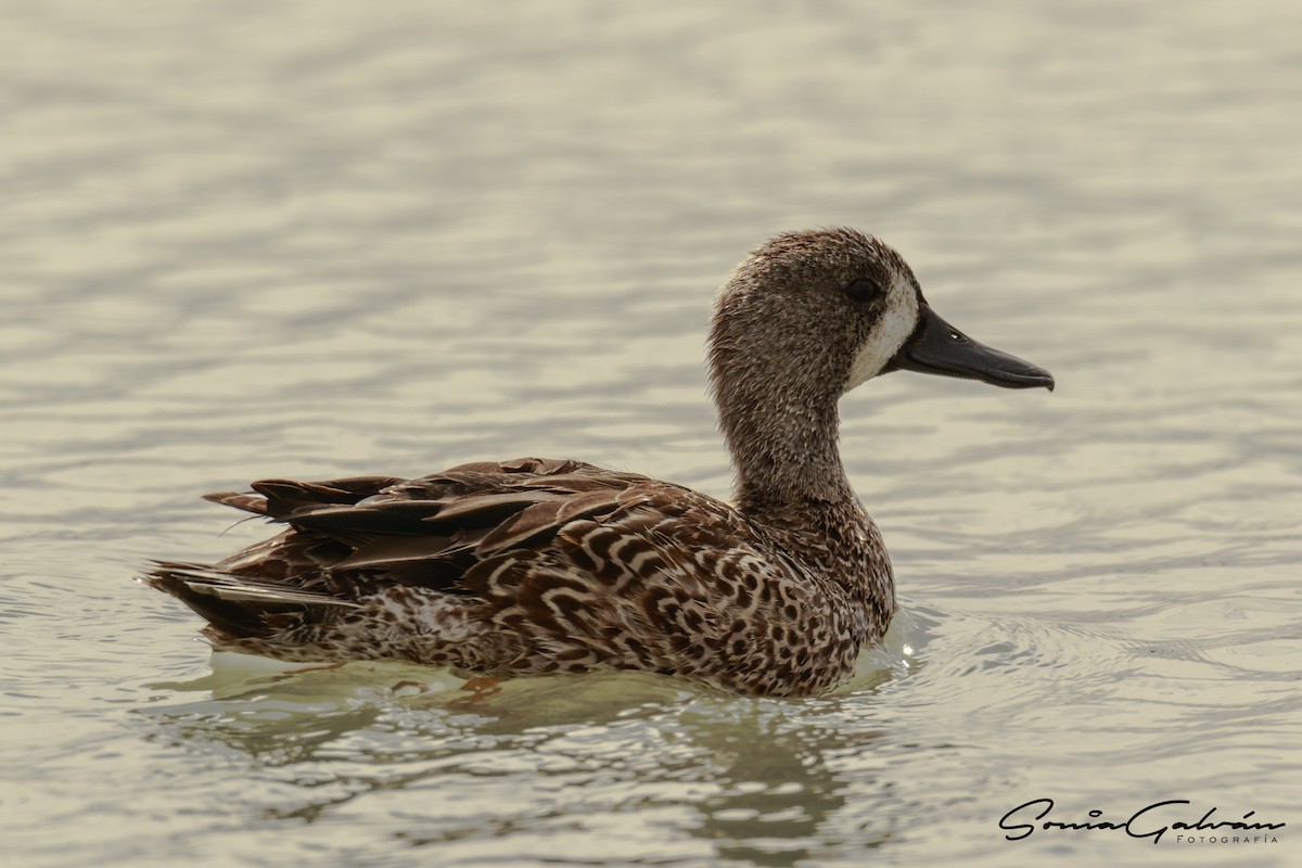 Blue-winged Teal - ML303748541
