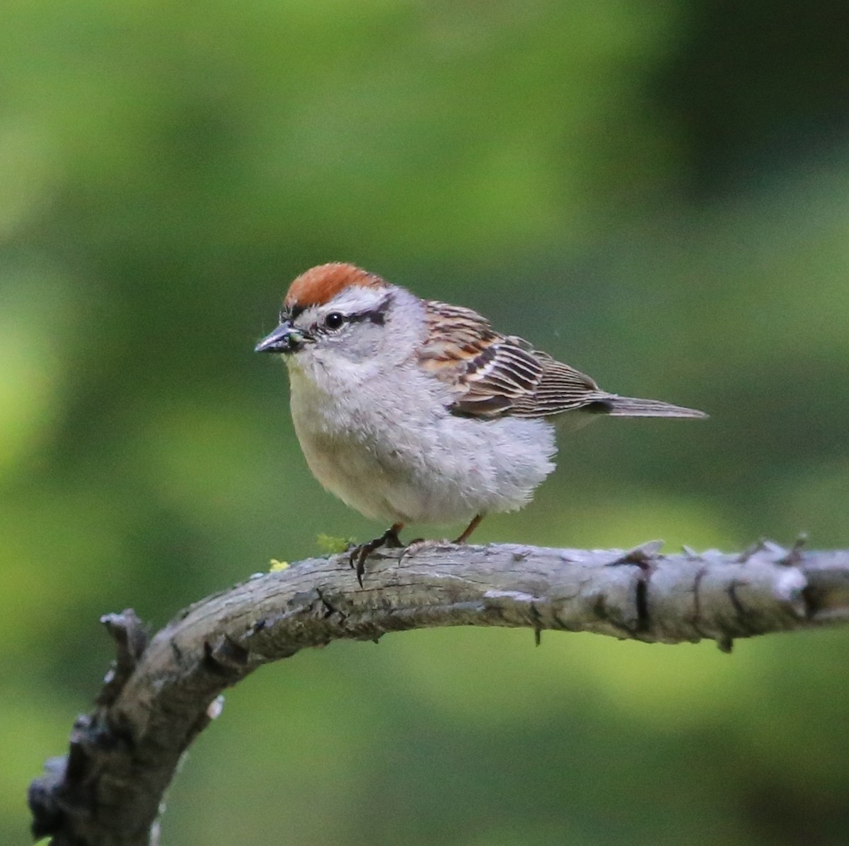 Chipping Sparrow - Ceredig  Roberts