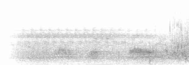 Macellan Forsa Ördeği - ML303752