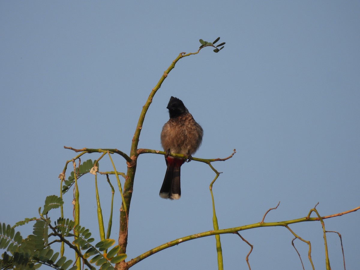 Red-vented Bulbul - ML303753051