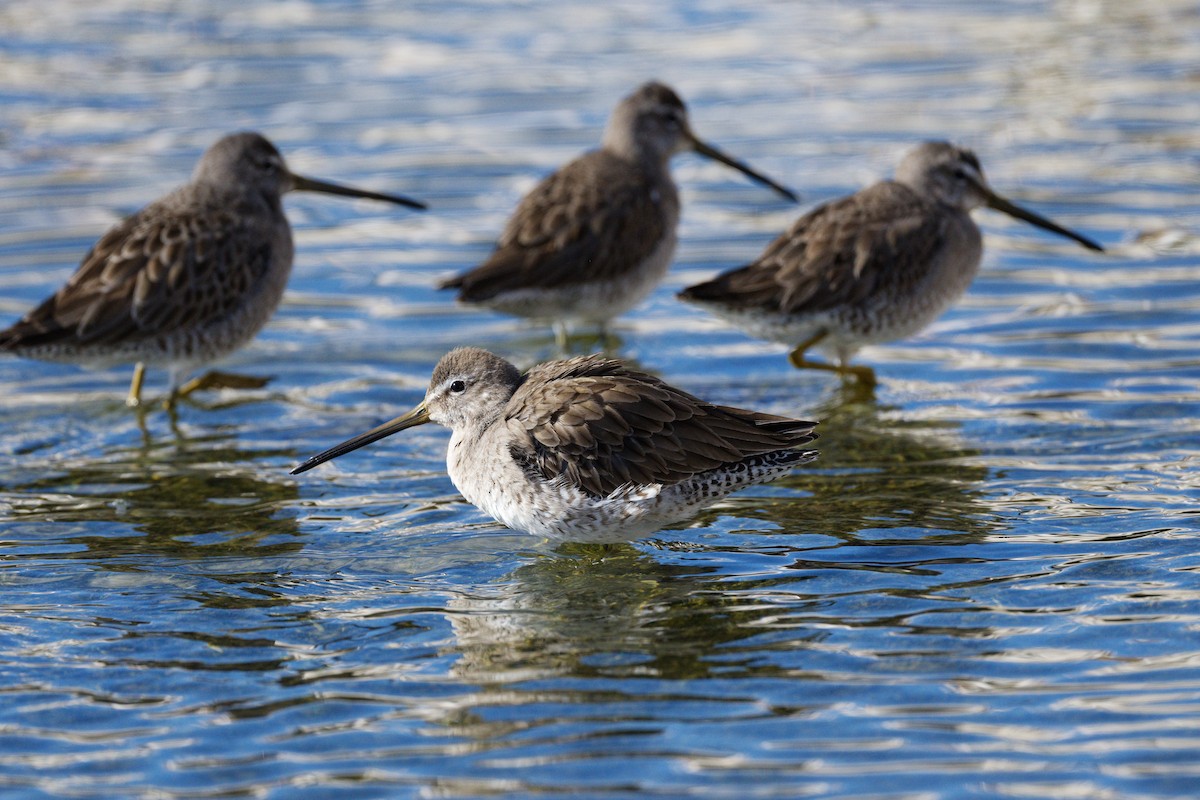 Long-billed Dowitcher - ML303753151