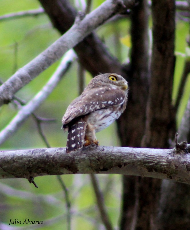 Colima Pygmy-Owl - ML30375741