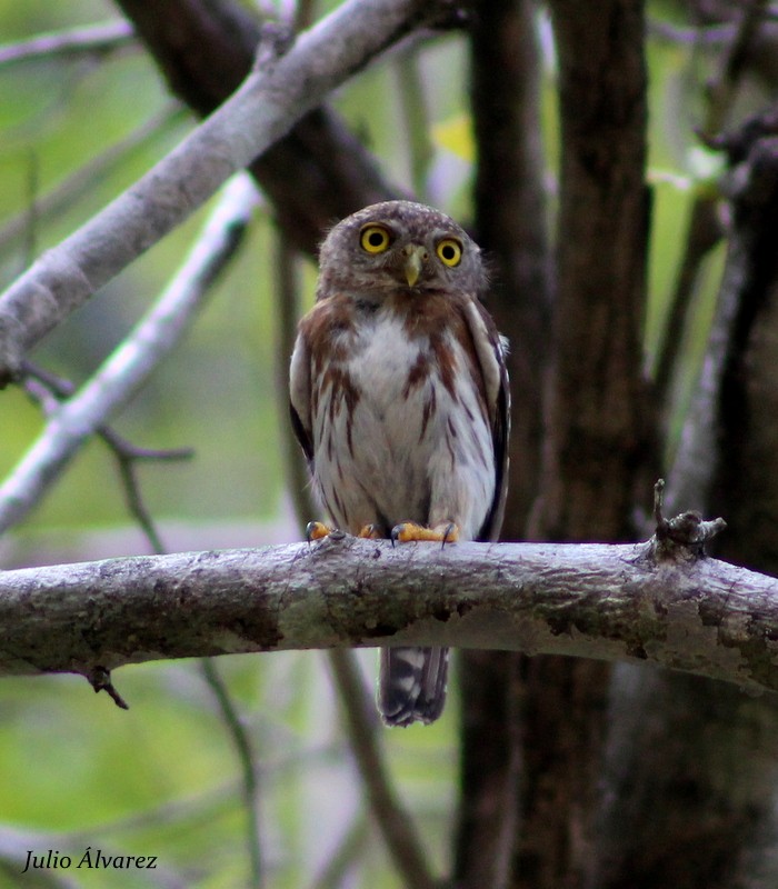 Colima Pygmy-Owl - ML30375751