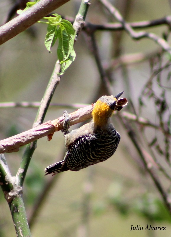 Golden-cheeked Woodpecker - ML30375811
