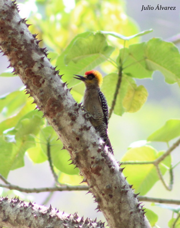 Golden-cheeked Woodpecker - ML30375821