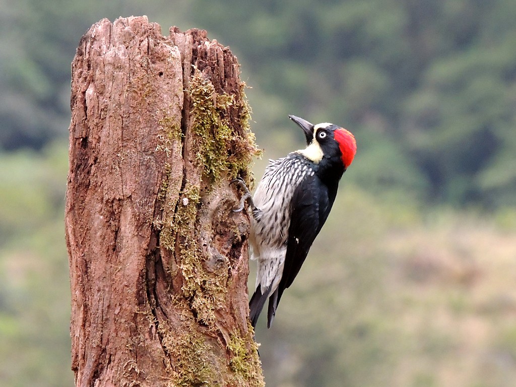 Acorn Woodpecker - ML30376041