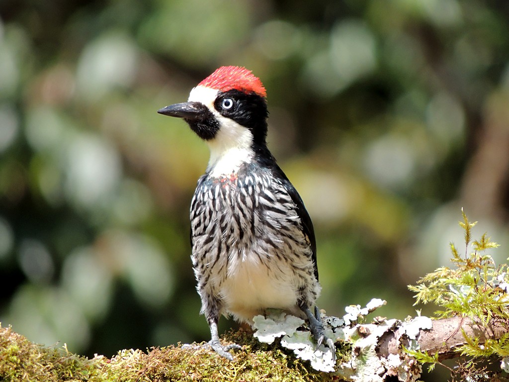 Acorn Woodpecker - ML30376071