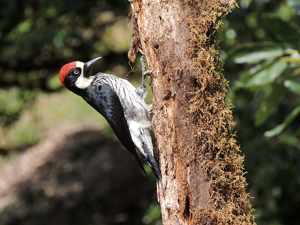 Acorn Woodpecker - ML30376111