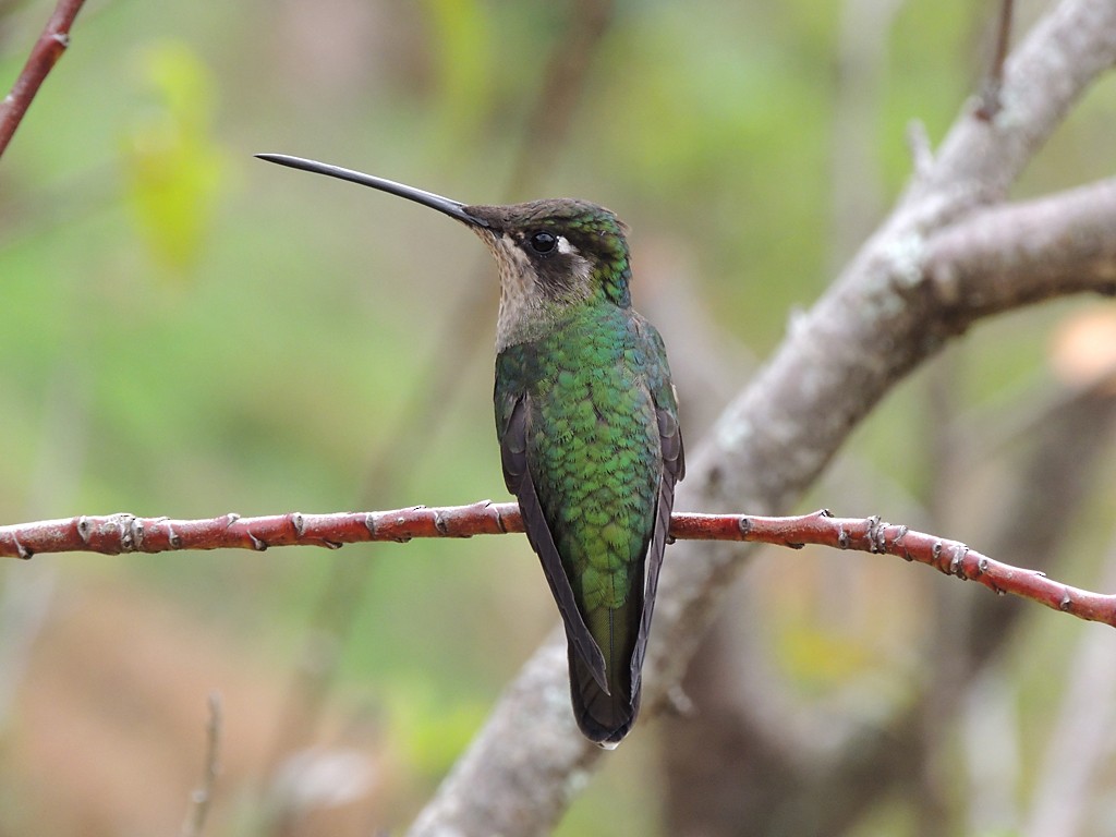 Talamanca Hummingbird - Richard Garrigues