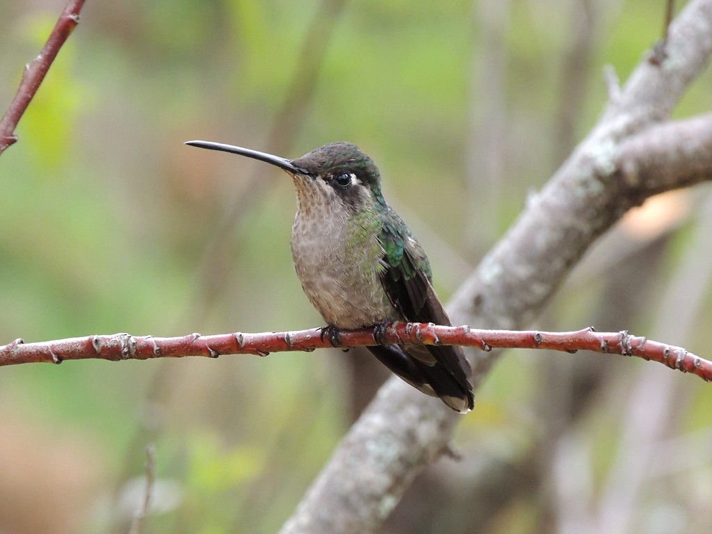Talamanca Hummingbird - ML30376181
