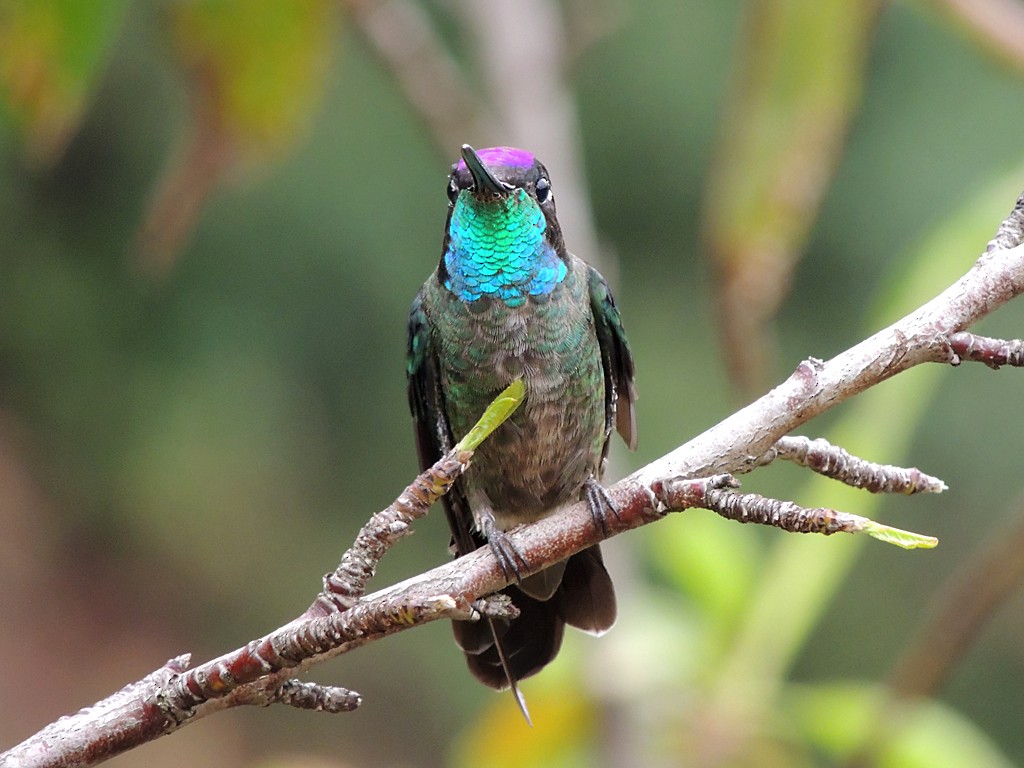 Talamanca Hummingbird - ML30376191
