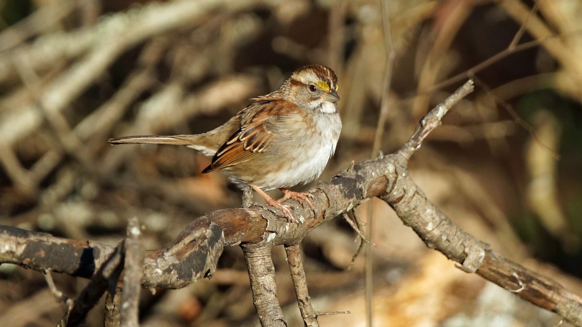 White-throated Sparrow - ML303762321