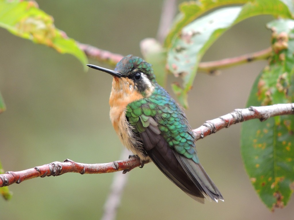 White-throated Mountain-gem (Gray-tailed) - Richard Garrigues