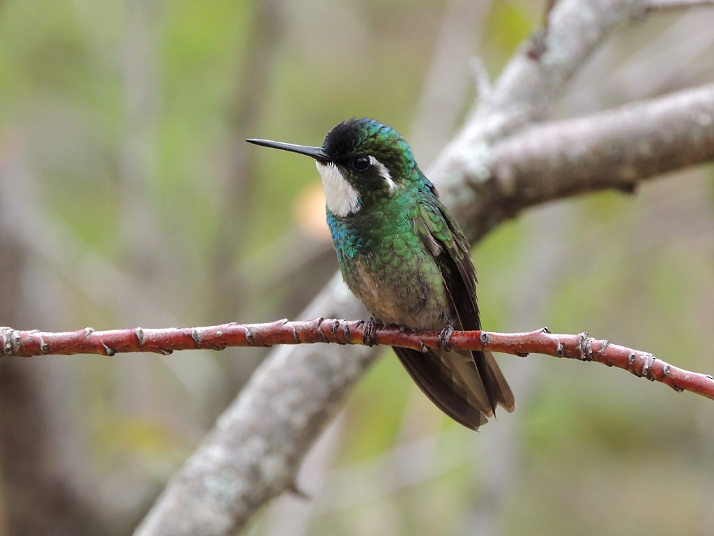 White-throated Mountain-gem (Gray-tailed) - ML30376311