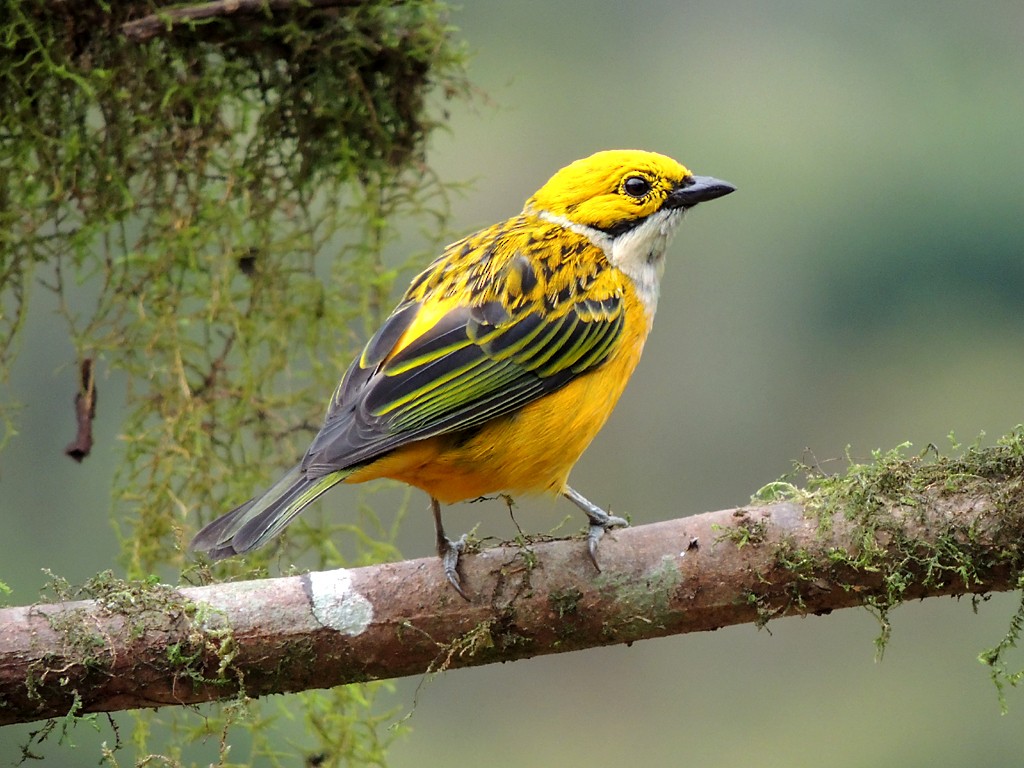Silver-throated Tanager - ML30376531